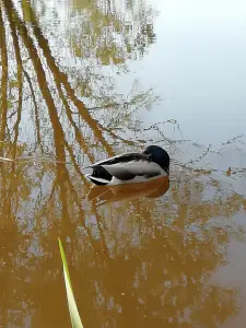 Pat 08 Lekker slapen